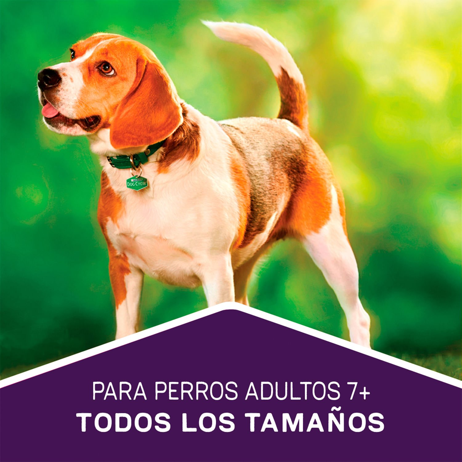 Alimento Perro Dog Chow Senior 7+ Carne y Pollo 12 kg - Image 4
