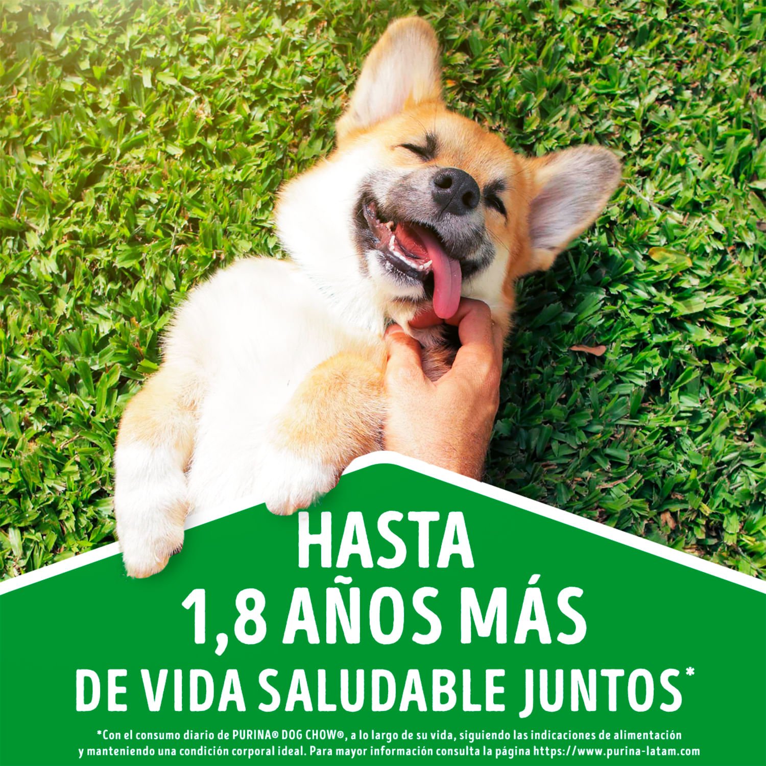 Alimento Perro Dog Chow Senior 7+ Carne y Pollo 12 kg - Image 6