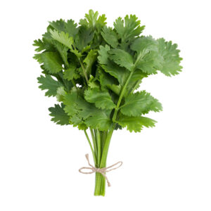 Cilantro Feria