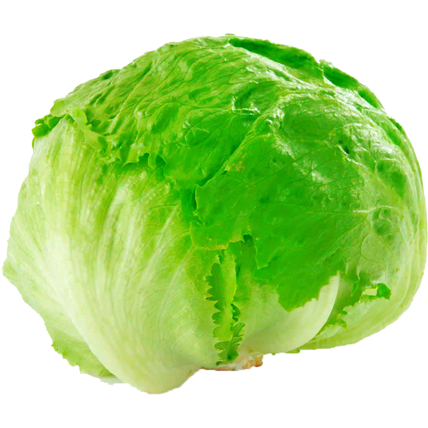 Lechuga Escarola 1 un.