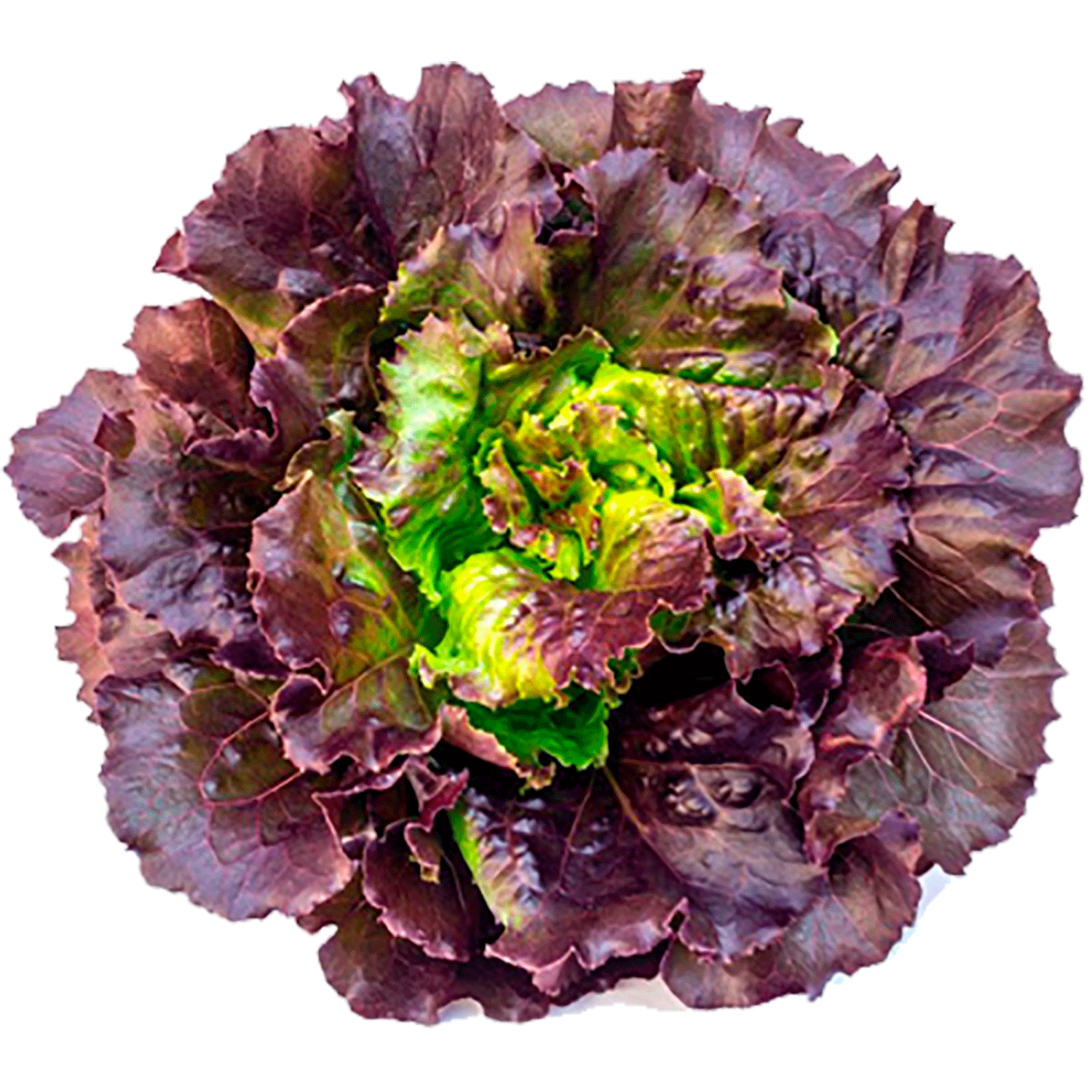 Lechuga Francesa 1 un.
