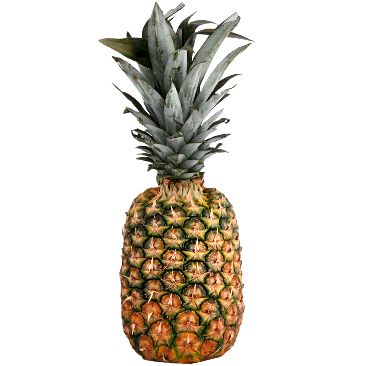 Piña Calibre 6 - 1 Un